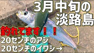 3月中旬の淡路島！サビキでイワシ・アジ絶好調！？【淡路島釣り】