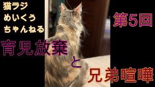 第5回　猫ラジめいくうちゃんねる【メインクーン動画】育児放棄と兄弟喧嘩　子猫生後8日目