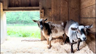 Goats are fair weather friends