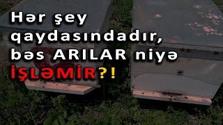 Arılar Niyə İşləmir?