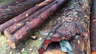 Debarking the Blue stained pine logs/ Ponderosa pine.