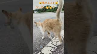 勇者けいぞうの #猫クエスト #ツンデレ 宇宙兄弟の湯 #サウナ#沖縄 #龍神の湯 #ショート