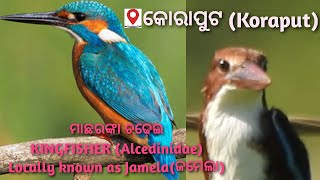 KINGFISHER IN KORAPUT, କୋରାପୁଟ ର ମାଛରଙ୍କା ପକ୍ଷୀ