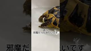 お風呂中のリクガメがまさかの😂#reptiles #爬虫類 #ヘルマンリクガメ#fyp