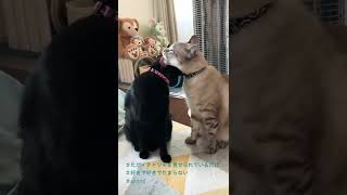 ♯振り向くとイチャイチャしています。♯男同士♯猫同士