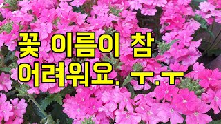 도전! 꽃 이름 맞추기 꽃마당 언니 꽃