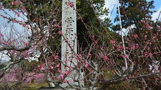 菅原神社のしだれ梅　2020