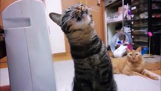 輪ゴムで　ゴムパッチン　猫動画