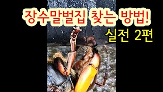 장수말벌집 찾는 방법 실전 2편! #장수말벌퇴치, 장수말벌제거