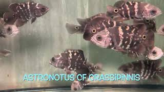 Astronotus cf crassipinnis