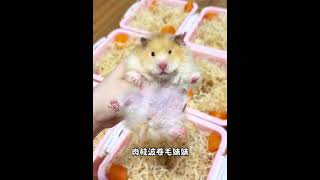 打包9只 养鼠日常分享 仓鼠🐹