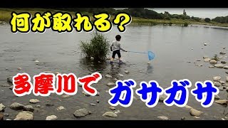 【ガサガサ】多摩川でガサガサしてみた！是政橋周辺