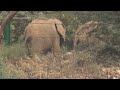 elephant in pakistan reunited with her sisters after being separated 15 years ago