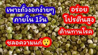 ถั่วเขียวงอก เพาะง่ายมาก 1 วัน กินได้เลย ประโยชน์สูงสุดๆ โปรตีน กรดอะมิโน สารต้านอนุมูลอิสระ