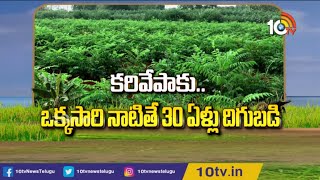 కరివేపాకు.. ఒక్కసారి నాటితే 30 ఏళ్ళు దిగుబడి | Success Story on Curry Leaves Farming | Matti Manishi