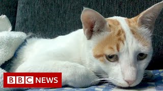 Coronavirus: Treating Delhi's dogs and cats in the pandemic - BBC News