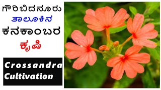 ಗೌರಿಬಿದನೂರು ತಾಲೂಕಿನ ಕನಕಾಂಬರ ಕೃಷಿ-Kanakambara/Crossandra Cultivation