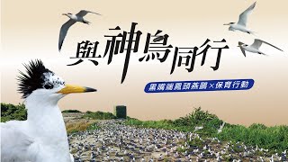 與神鳥同行─黑嘴端鳳頭燕鷗群募宣傳影片