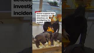 Brazen jewelry store robbery caught on camera
