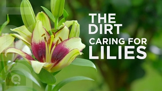 Lilies 101: The Dirt