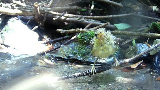 ウグイスの幼鳥