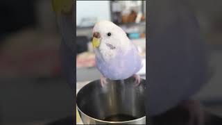 水が大好きなインコ #セキセイインコ