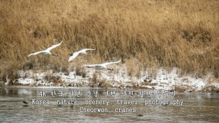 철원,두루미,Cheorwon, cranes,