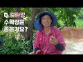 더기반 고추 수확량이 많은 이유는 칼탄킹 전국대표 고추품종