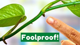 BEST Way To Propagate Pothos From Cuttings