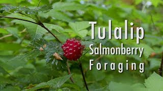 Salmonberries Final