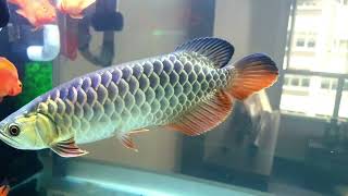 My 24k blue base crossback golden arowana