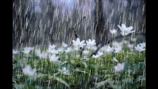 Rain sound 3 hours Relax for Sleep, Meditation, Study, foucus, chill, please subscribe, black screen