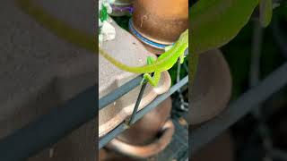 She mad #lizard #gecko #plants #shorts #viral #funnyvideo #comedy #bothered #garden #coldblooded￼￼￼