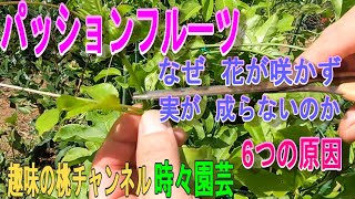 【パッションフルーツ】なぜ花が咲かず　実が成らないのか　6つの原因　23/9/6