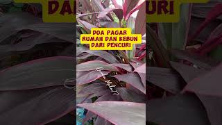 Doa Pagar Rumah Dan Kebun Dari Pencuri