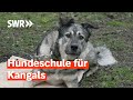 Modehund Kangal - viele Tierheime fordern Verbot | Zur Sache! Rheinland-Pfalz