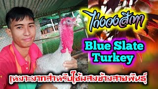 #ไก่งวง ที่เกษตรกรนิยมนำมาพัฒนาผสมข้ามสายพันธุ์ #ไก่งวงสีเทา Blue Slate Turkey