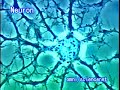 科学映像館 medical　neuron　ニューロン