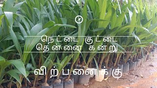 முதல் தரமான நெட்டை குட்டை நாட்டு தென்னை கன்று விற்பனைக்கு உள்ளது | @இயற்கையோடுஇணைந்திருப்போம்