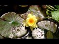 Water lilies in bloom! Koi Pond Update To How to Build a Koi Pond.