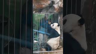 20241112 大熊猫萌二  |  二小子也不爱吃窝头了吗？#panda #大熊猫 #cutepanda #萌二 #zoo #funny