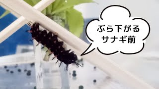 ツマグロヒョウモンの幼虫が蛹になる前｜ぶら下がる瞬間！