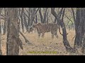 ranthambore bumper tiger sighting 4k must visit zone 3 safari ranthambore tiger reserve