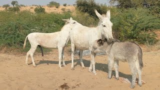 do gadhe enjoy in beautiful very field #animals