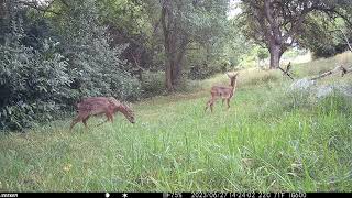 Wildkamera Impressionen 2 I Rehkitz I Marder I Saarland I Juni 23