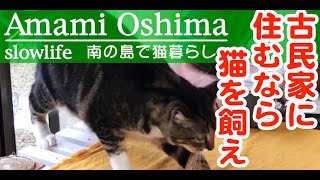 南の島で猫と暮らす。古民家に住むなら猫を飼え。奄美大島に移住、田舎暮らしのスローライフ。おしゃべり茶々（ネコ）