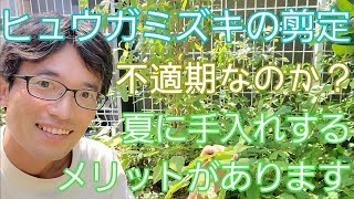 【ヒュウガミズキの剪定】適期を逃しても大丈夫！？庭木を夏に手入れするメリットもあります🌿☀️