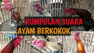 Download Lagu KOMPILASI VIDEO SUARA AYAM JAGO KUKURUYUK ROOSTER ... MP3 Gratis