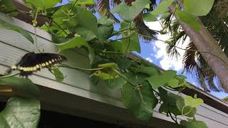 SLO-mo Polydamas swallowtail looking for a good spot to lay eggs