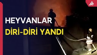 Göyçayda içində heyvanlar olan tövlə yandı - APA TV